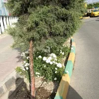 چوب  سالم