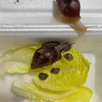 حلزون آچاتینا