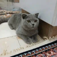 گربه بریتیش ۶ ماهه بلو