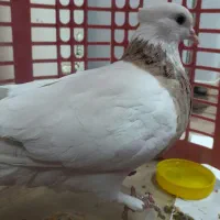 طوقی‌ماده‌‌