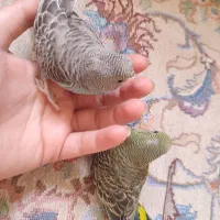 مرغ عشق