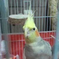عروس هلندی نر سخنگو
