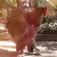 مرغ وخروس برهما
