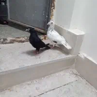 کفتر