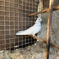 کبوتر کله دم سبز نر پرشی