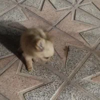 سگ پاکوتاه