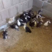جوجه اردک تپولی سالم وجوجه محلی