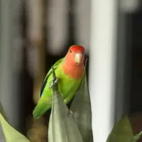 طوطی برزیلی گمشده