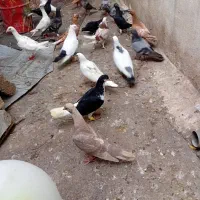 کبوتر