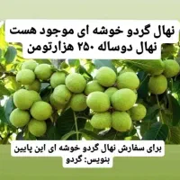 نهال گردو|حراج|میاندوآب, |دیوار