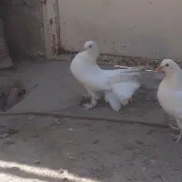 کبوتر کفتر