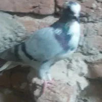 فروشی همگی