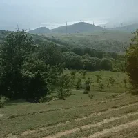 زمین-جنگلی