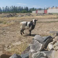 بز برای قربانی فقط