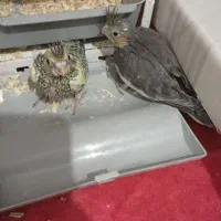 فروش عروس هلندی جوجه دوماه