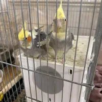 عروس هلندی جفت