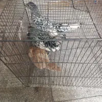 سبرایت سیلور و بوف نوچه