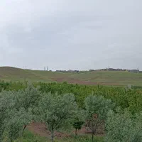 باغ میوه