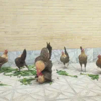 جوجه براکل طلایی
