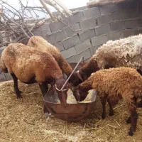فروش یک جفت میش بدون بره