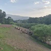 پیدا شدن تعدادی گوسفند