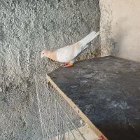 سرور|پرنده|لنجان, |دیوار