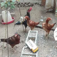 مرغ و خروس لاری