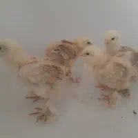 نیمچه برهما ، جوجه در انواع سایز