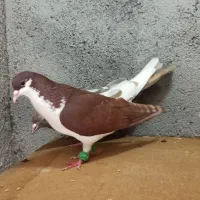 عروس