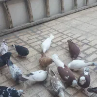 انواع کبو تر زینتی وپرشی