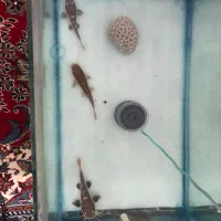 دو عد ماهی ردتیل دراگون و کت
