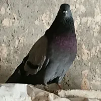 کبوتر|پرنده|ماهیدشت, |دیوار
