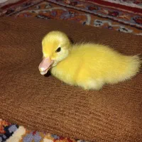 جوجه اردک اسرائیلی ۱ روزه ۱۸ عدد