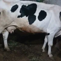 گاو شیری