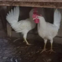 جوجه خروس