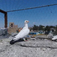 یک جفت به بهی