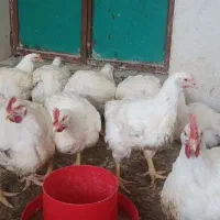 مرغ خ