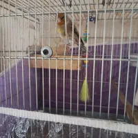 سهره قناری  نر بخون دستی