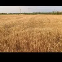 خوشه گندم|گل و گیاه طبیعی|آزادشهر, |دیوار
