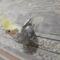 عروس هلندی فقط 700 تومان