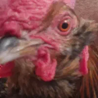 مرغ محلی ۸۷۰