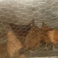 مرغ محلی تخم گذار کرک شو جوان