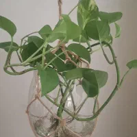 گلدان اویز شیشه ای