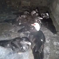 فروش مراوی ترکی