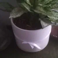 گل پتوس. آگلونما