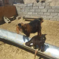 چتی  باکهره