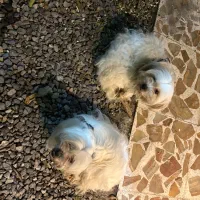 سگ شیتزو تریر