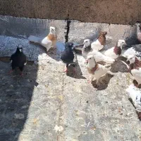 کفتر رنگه