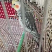 عروس نر
