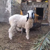 گوسفند بره نر لتکی سوران هست